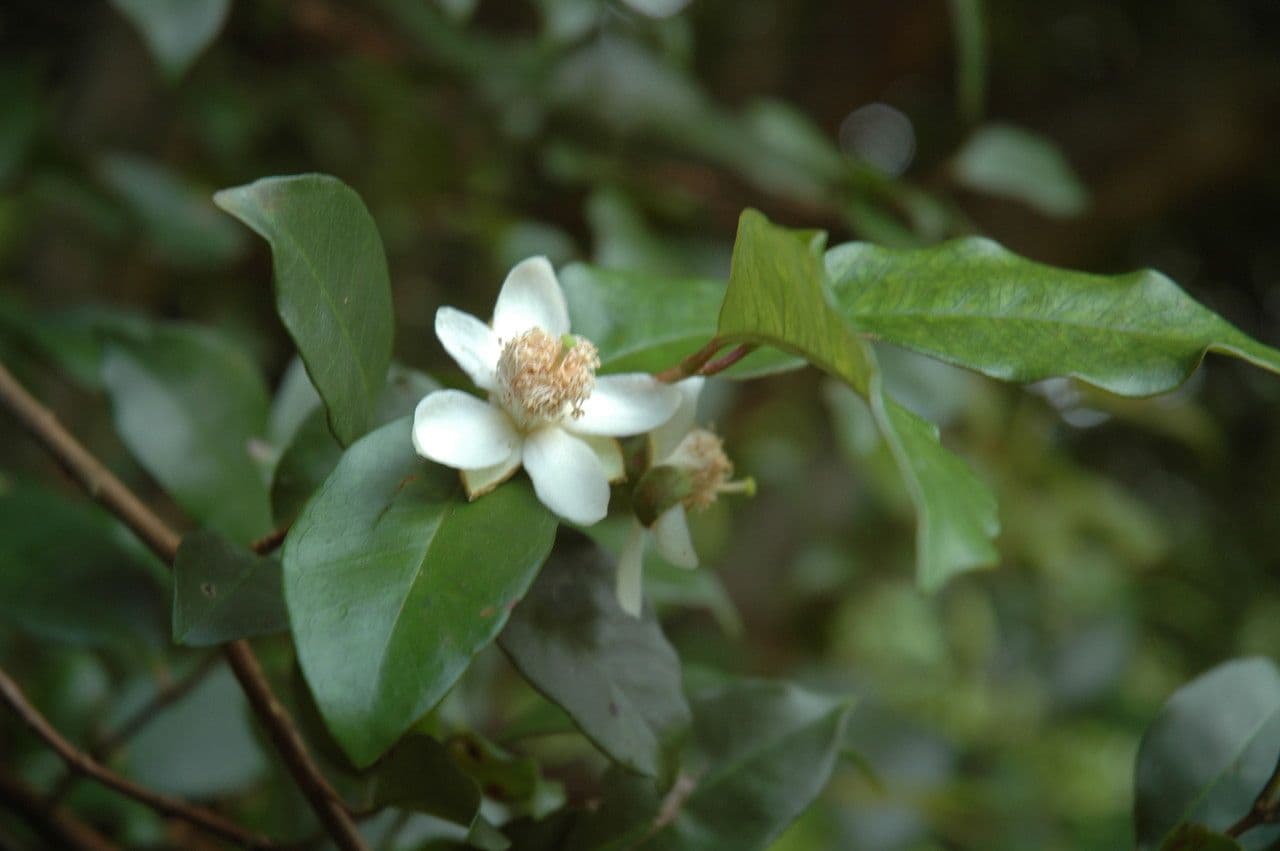 Guava costaricana 8