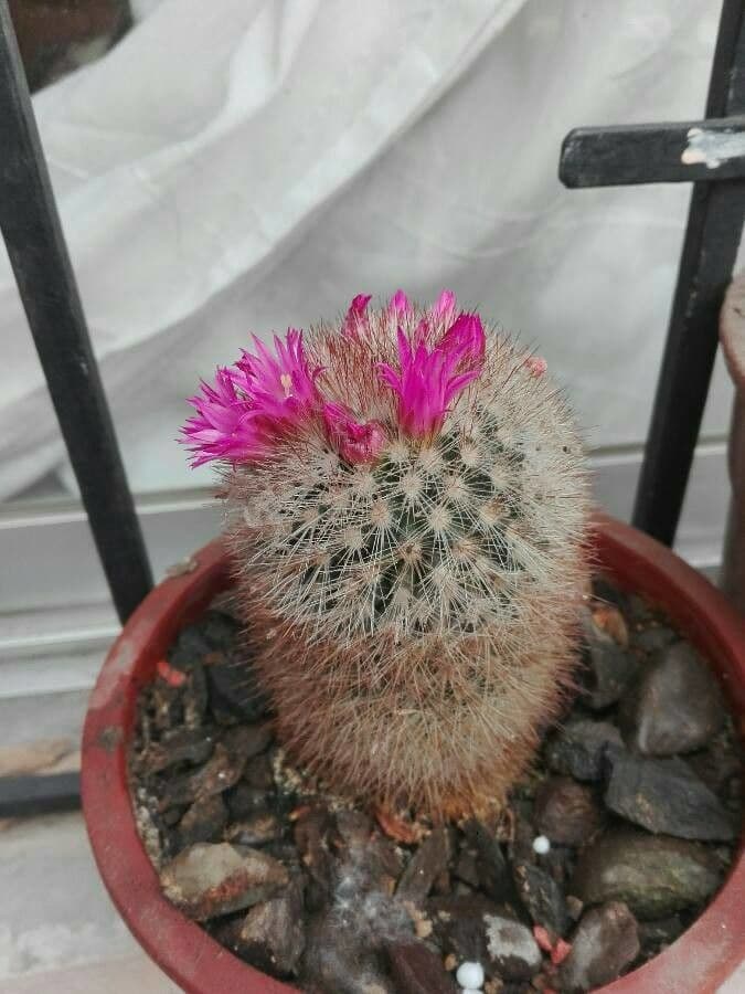 Mammillaria 6