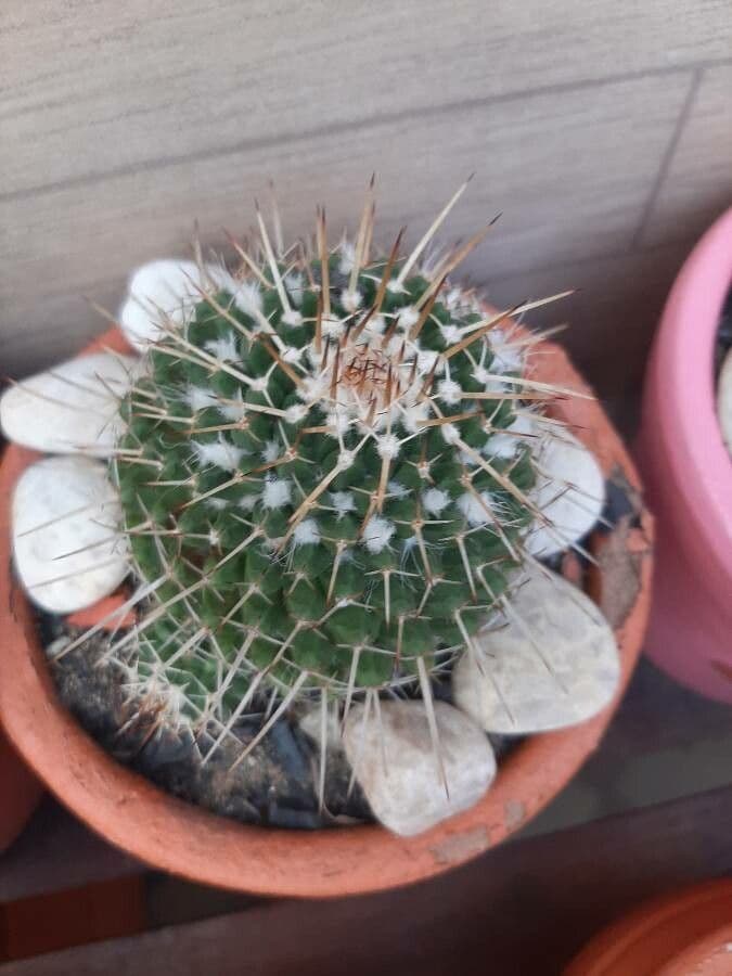 Mammillaria 14
