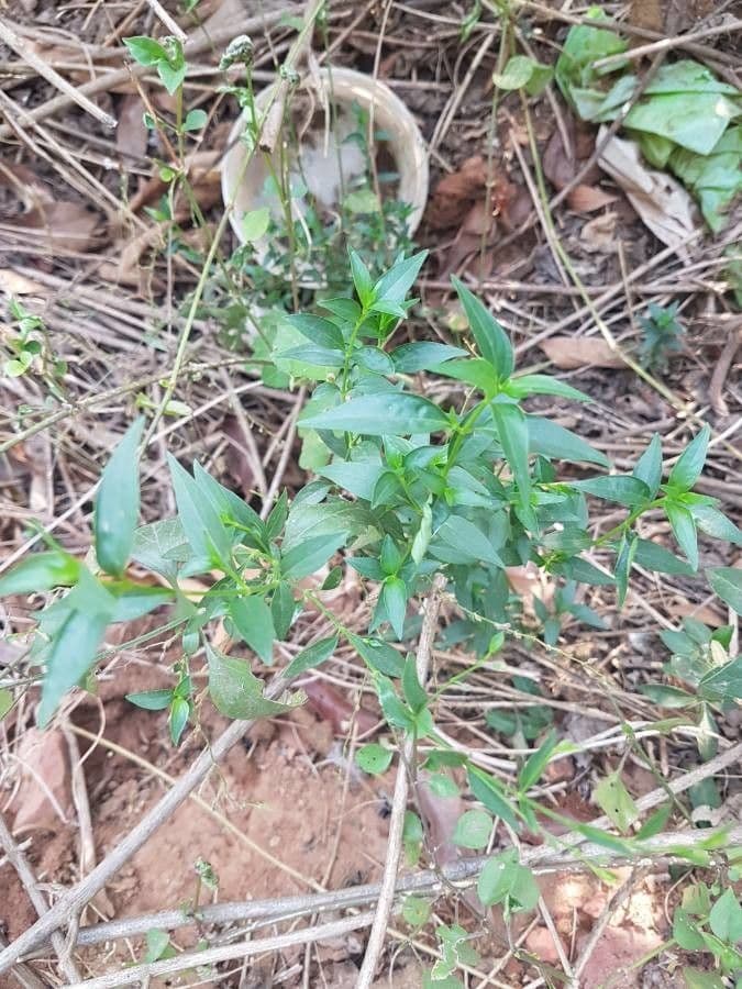 Andrographis paniculata 25
