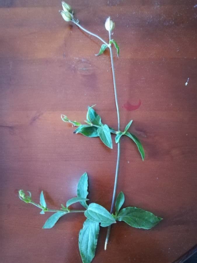 Moehringia a tre nervi 21