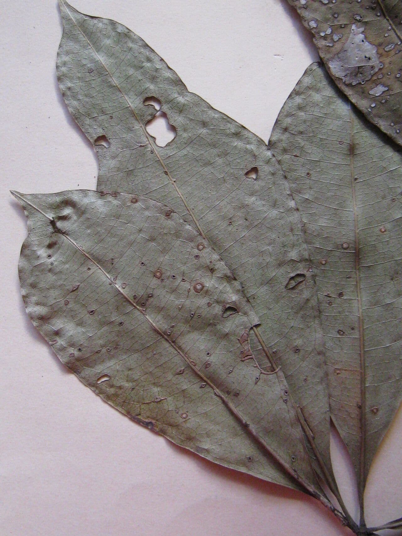 Eriotheca surinamesa 2