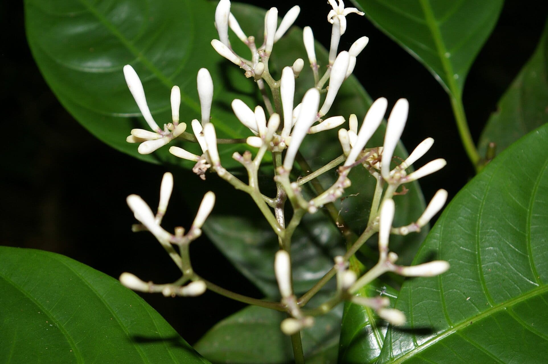 Palicourea 9