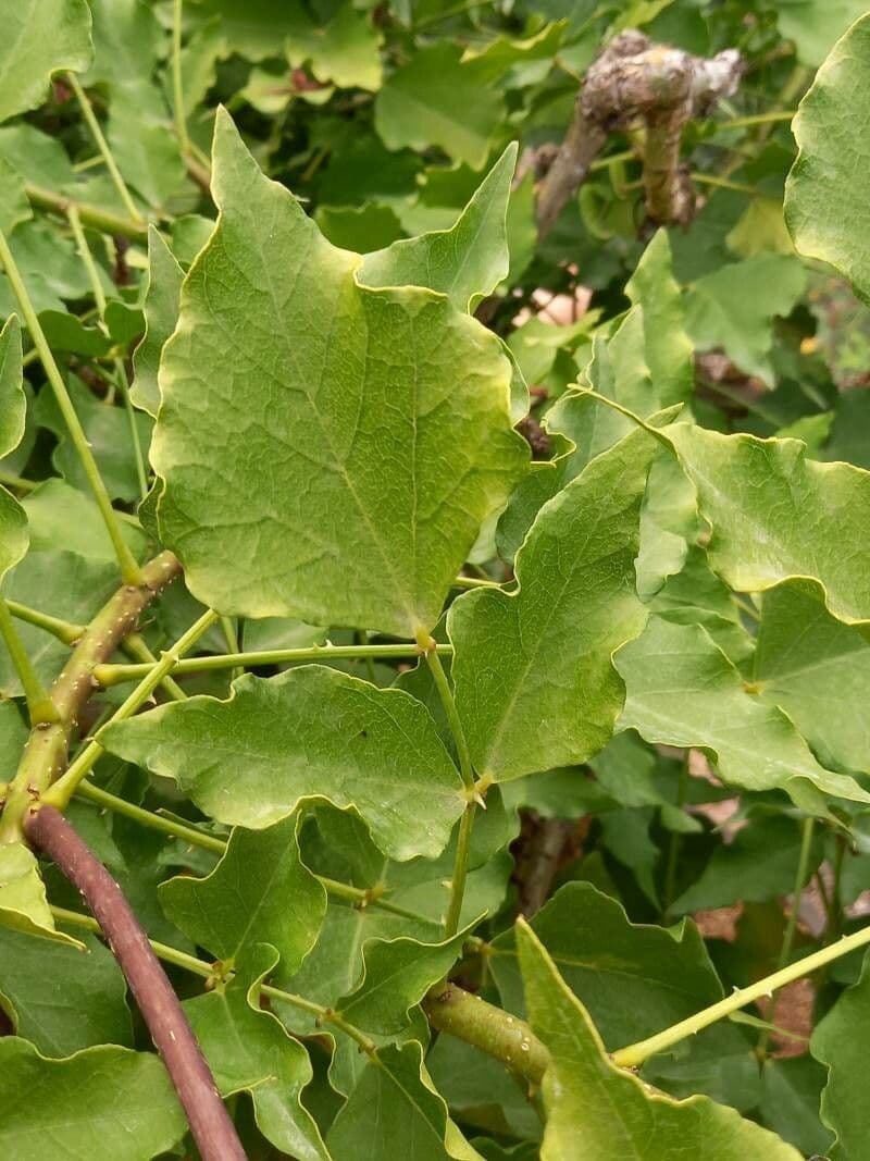 Erythrina 16