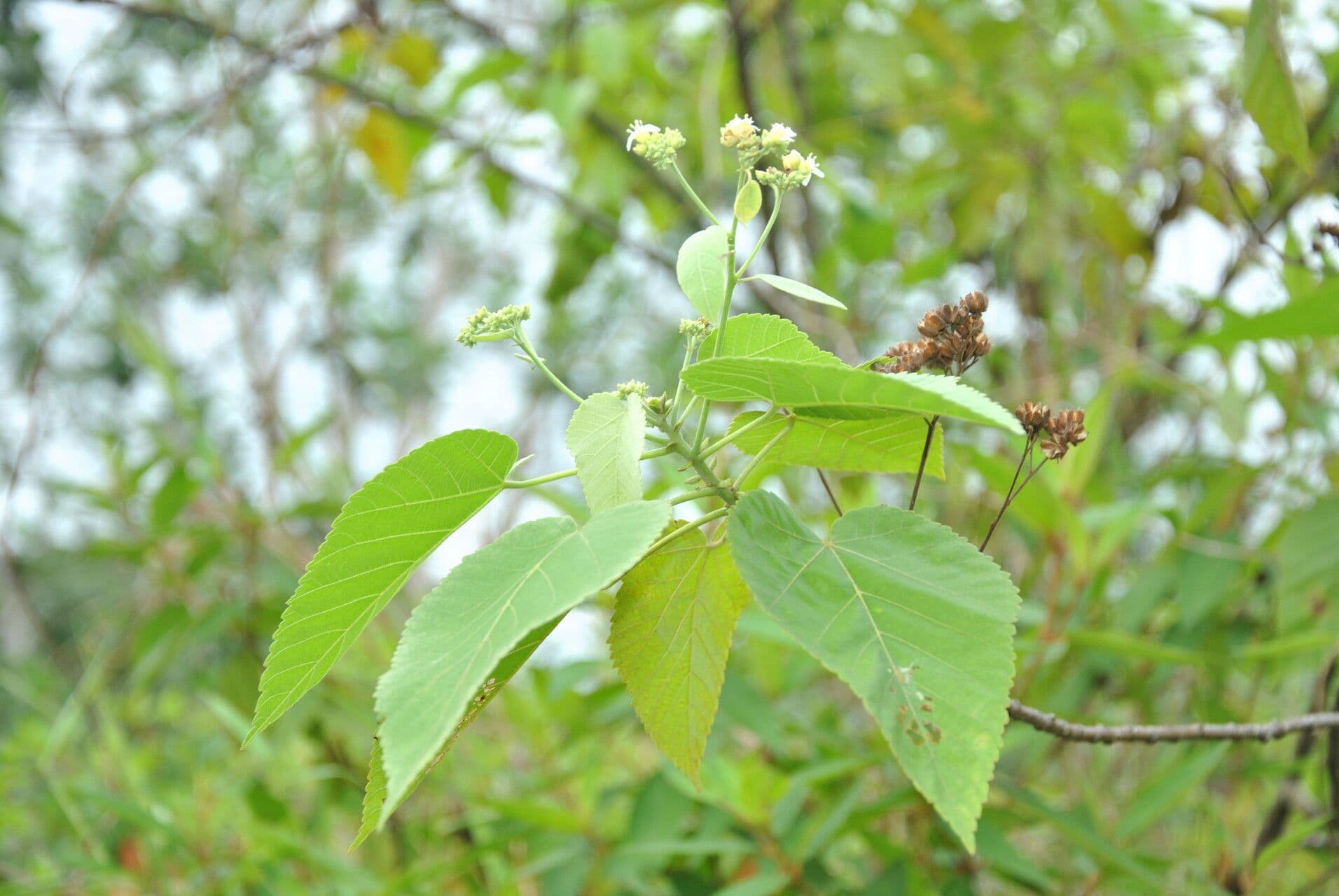 Cordia 3