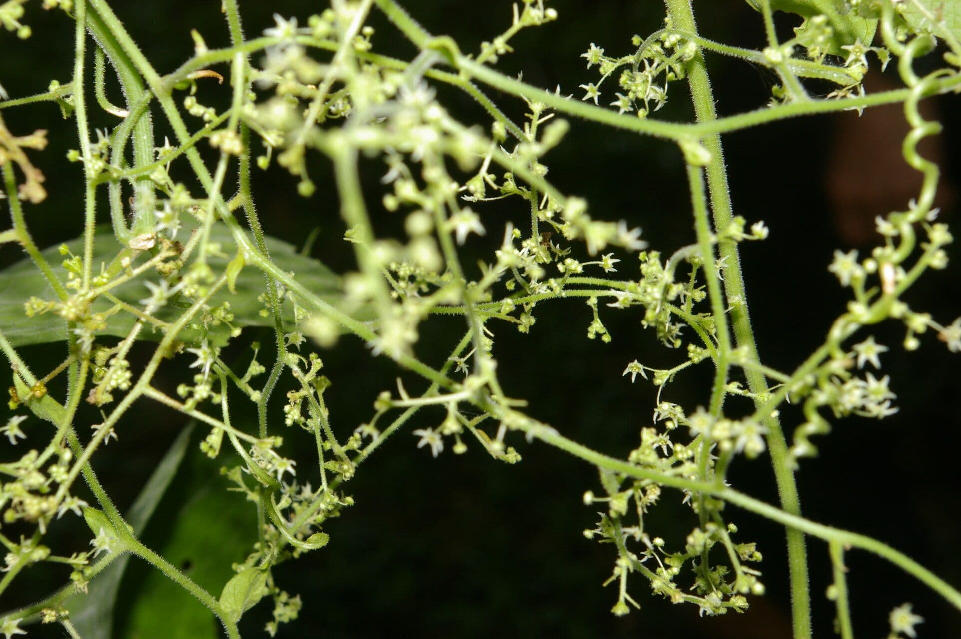 Sicydium 6