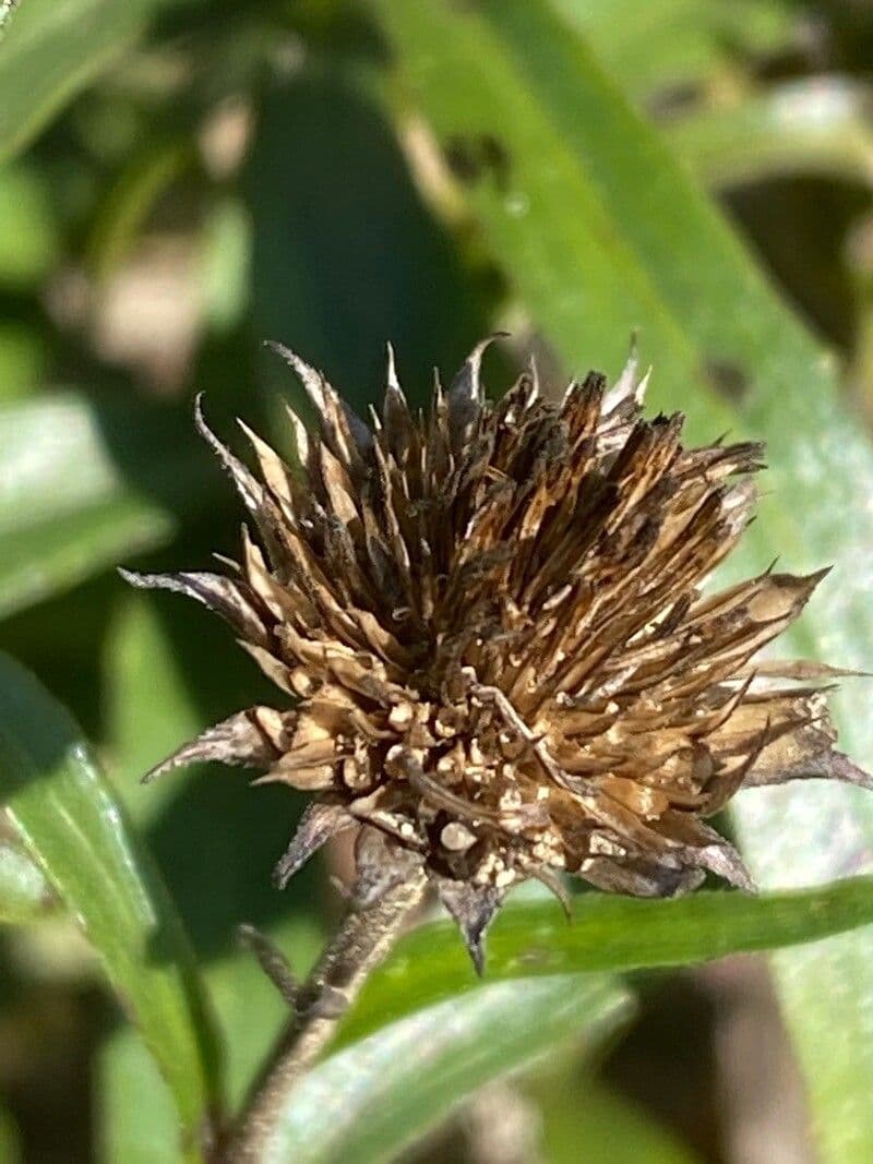 Occhio di bue 3