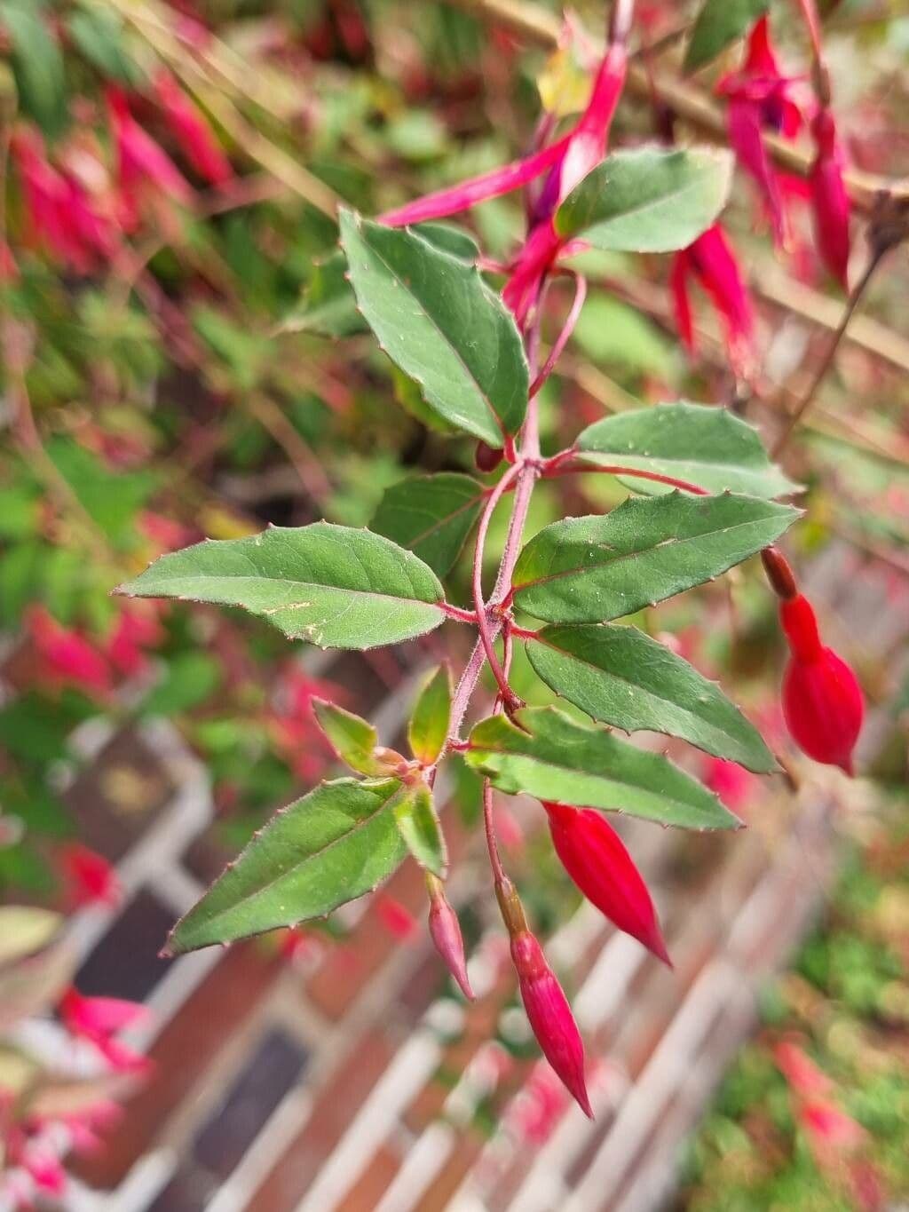 Fuchsien 28