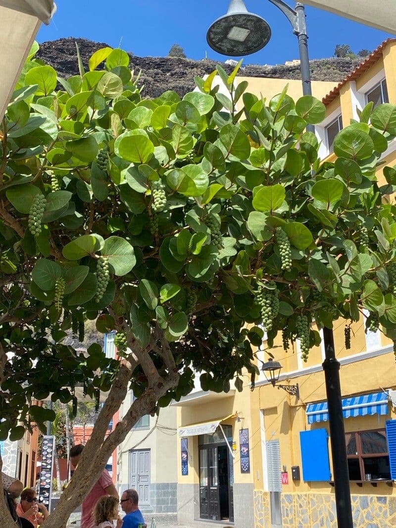 Coccoloba 2