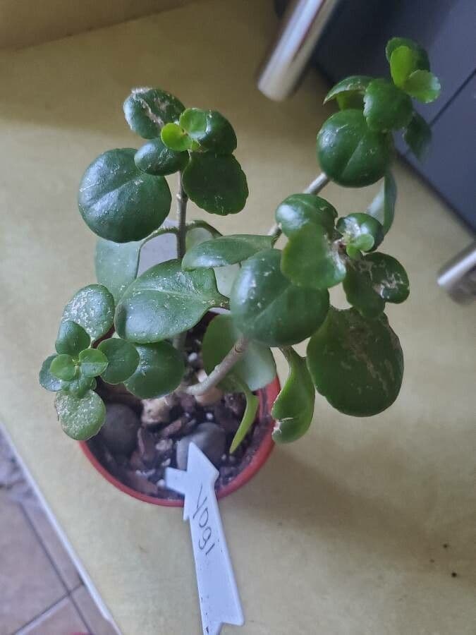 Kalanchoe 15