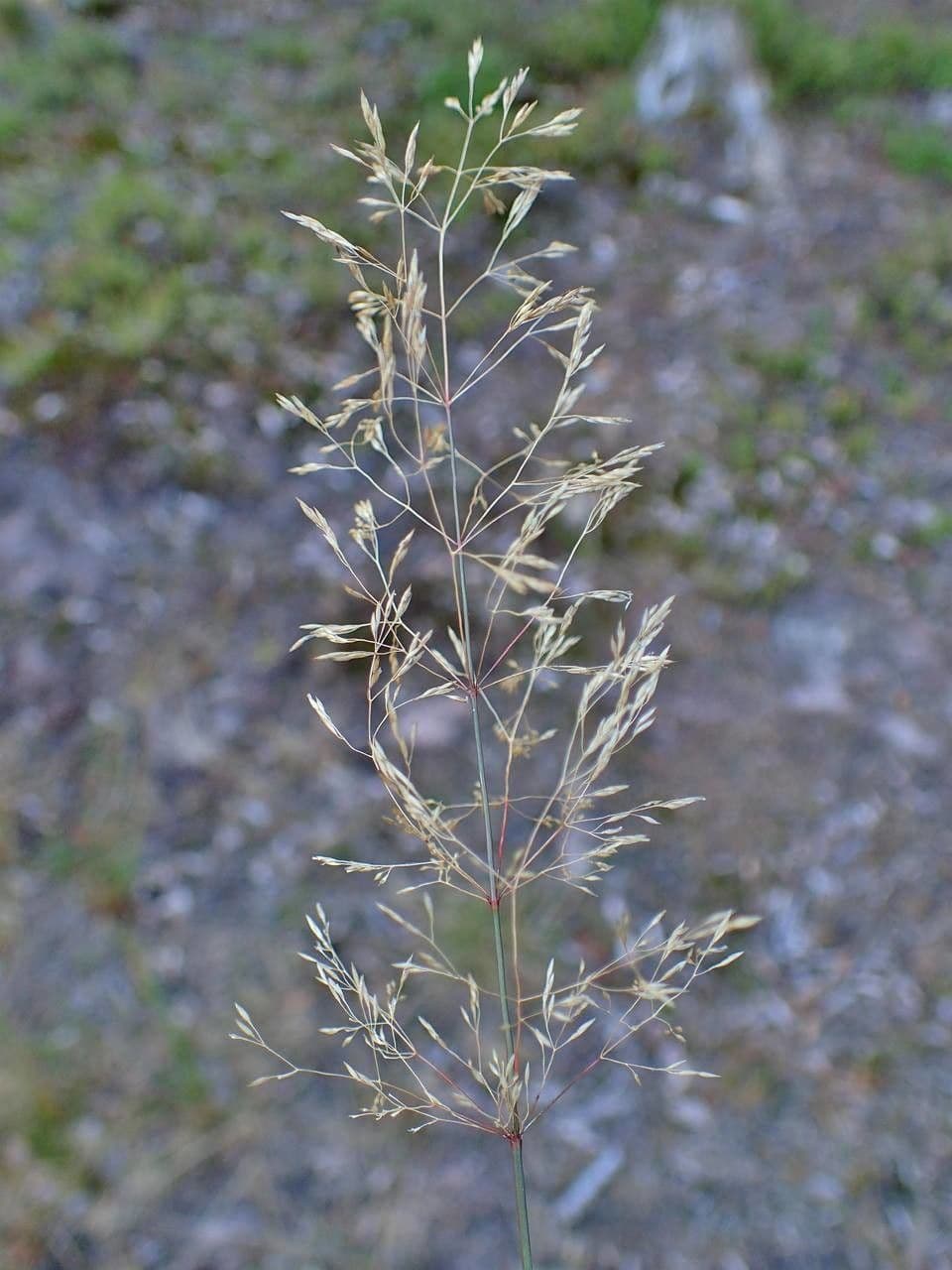 Flecht-Straußgras
