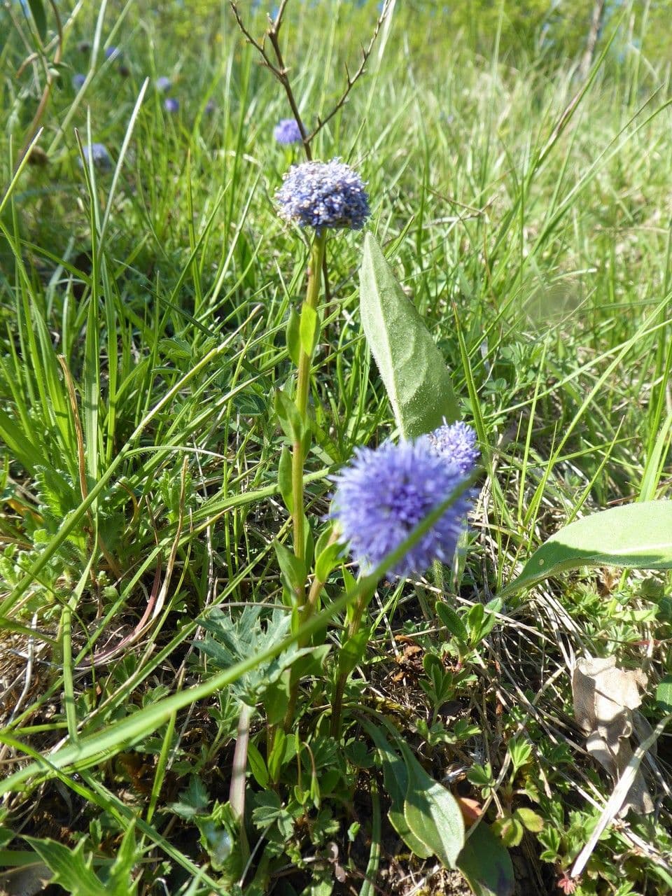 Gewöhnliche Kugelblume 8