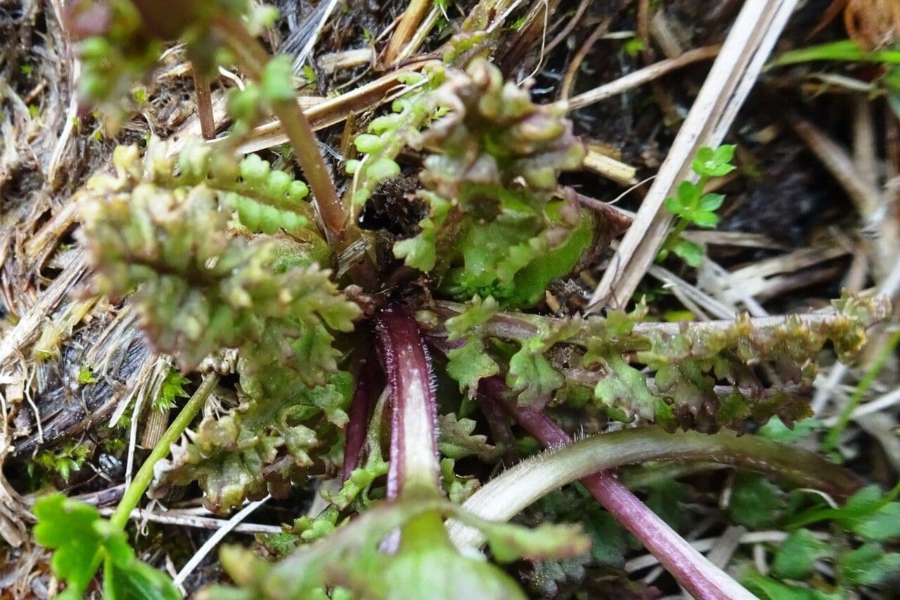 Pedicolare silvatica 20