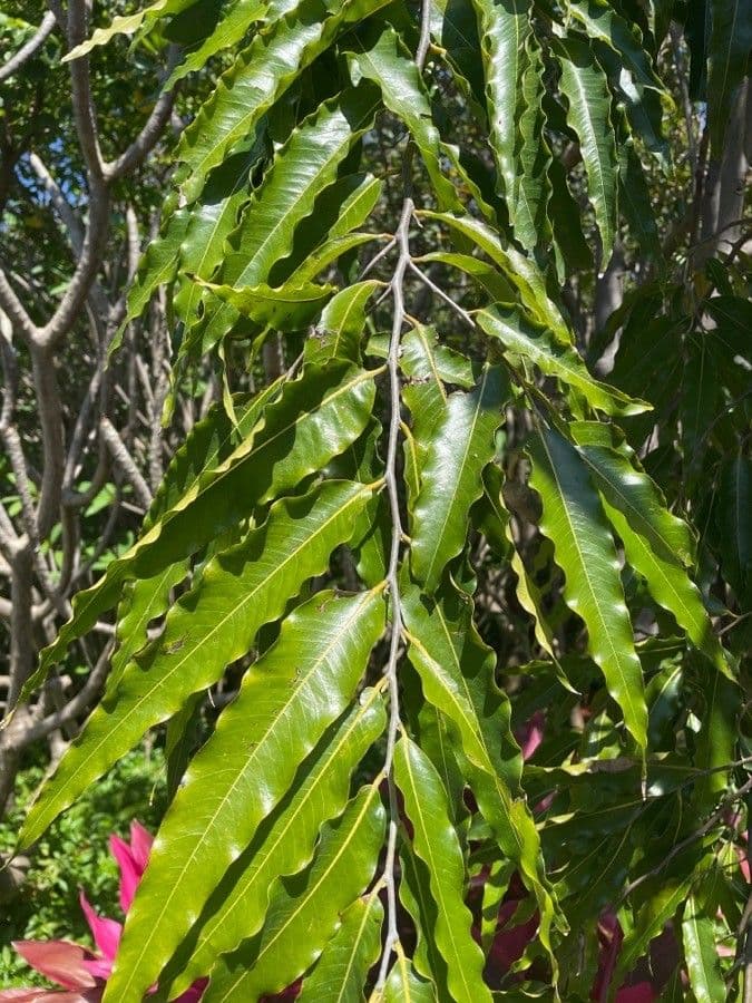 Lepidocupania 10