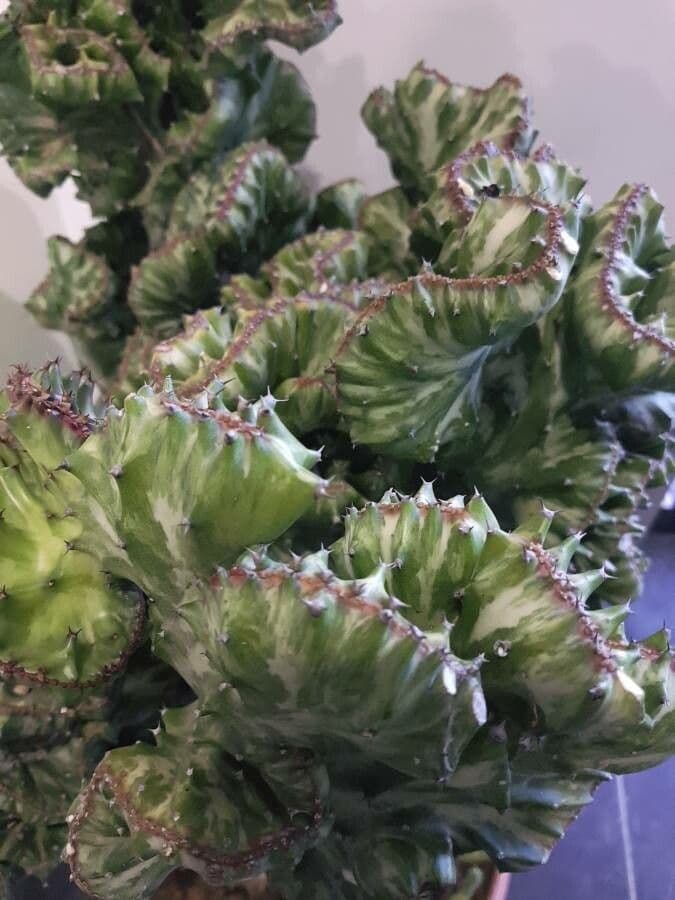 Euphorbe candélabre 2