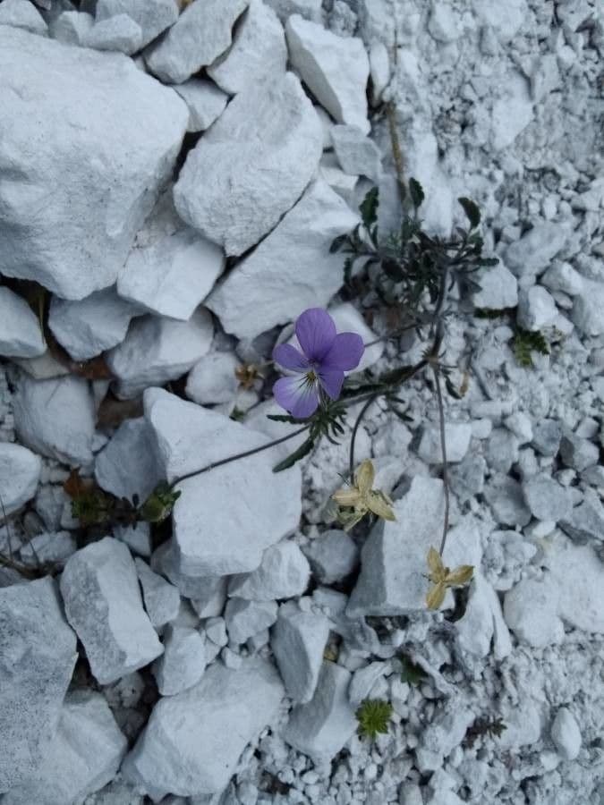 Viola aspra 3