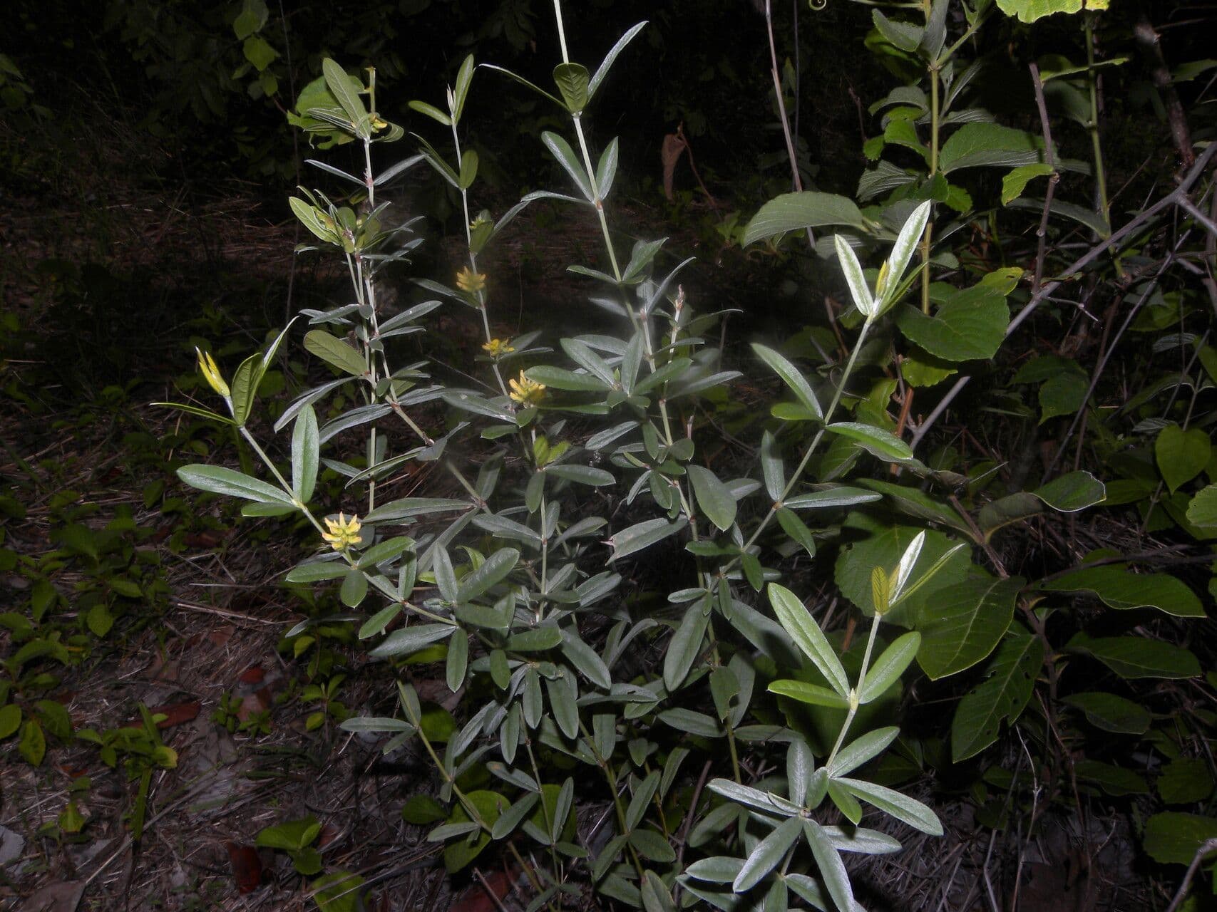 Eriosema 4