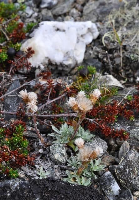 Antennaria alpina 8