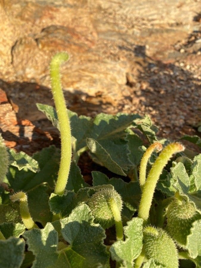 Concombre d'âne 26