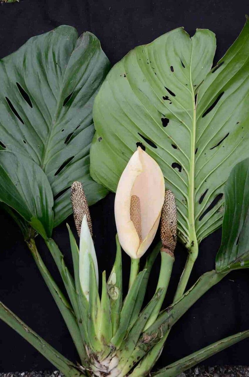 Monstera adansonii 9