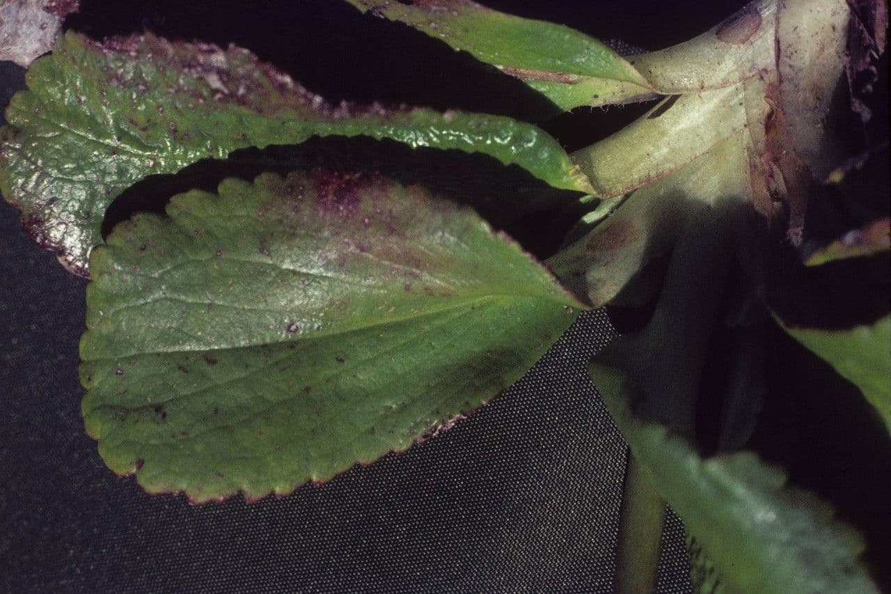 Leptarrhena 12