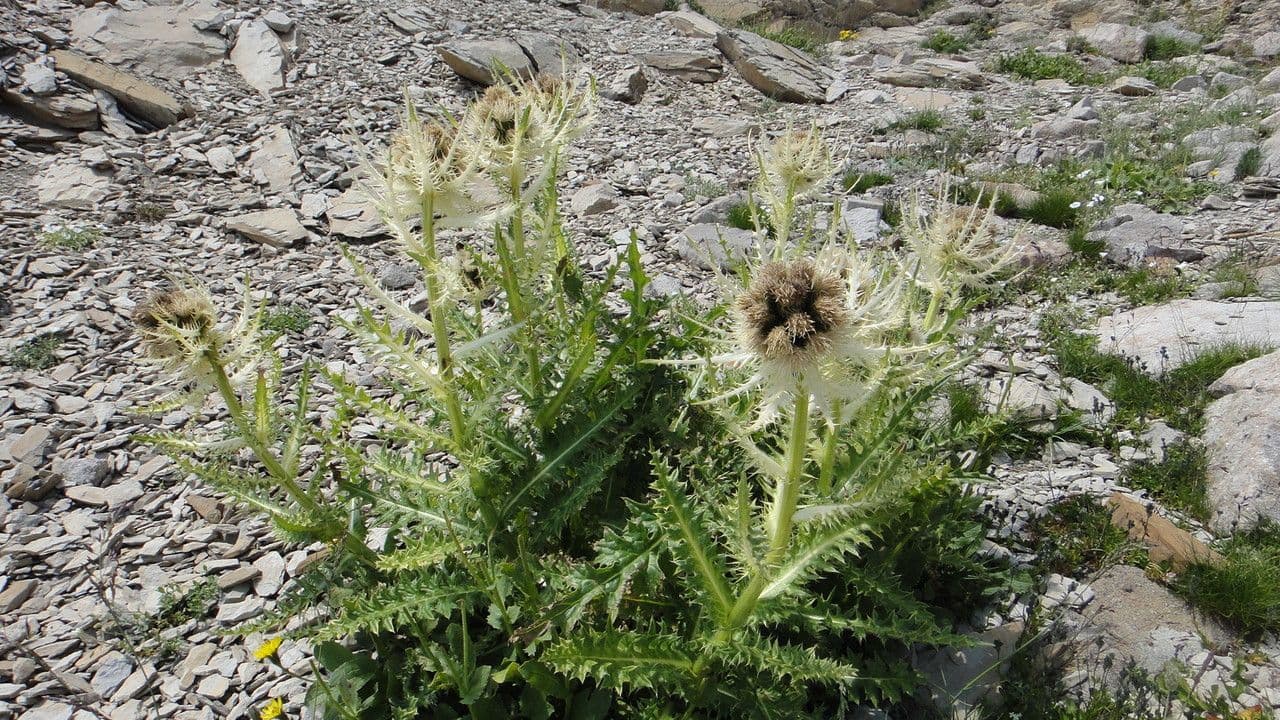 Cardo spinosissimo 24
