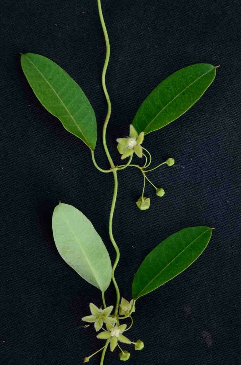 Blepharodon bicuspidatum 9