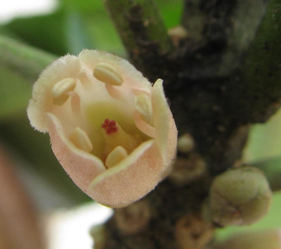 Pouteria 5