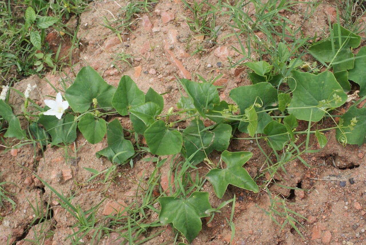 Melón escarlata 13