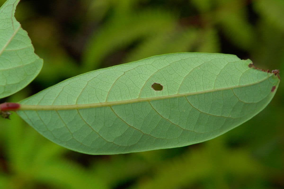 Phyllanthus 16
