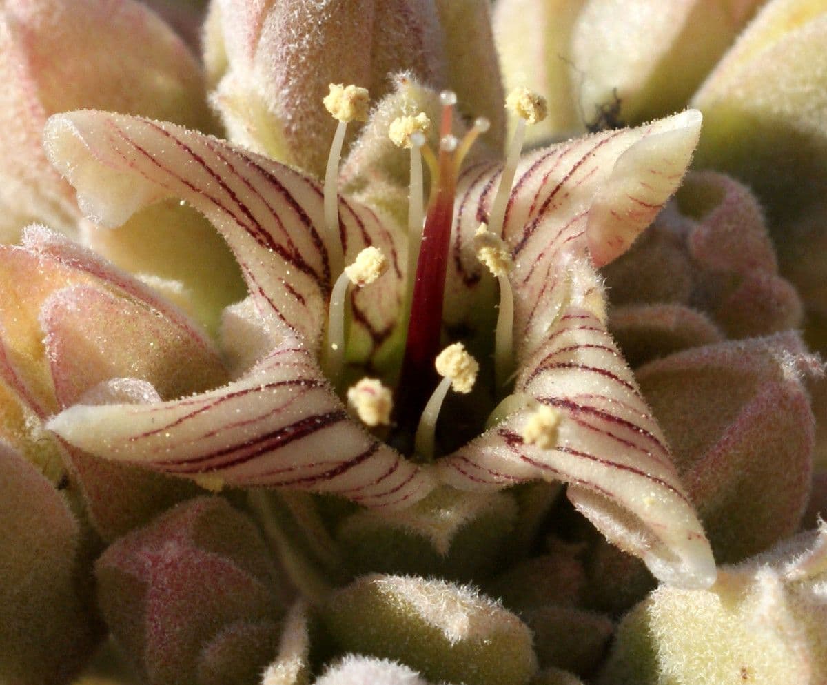 Donkey's ear 4