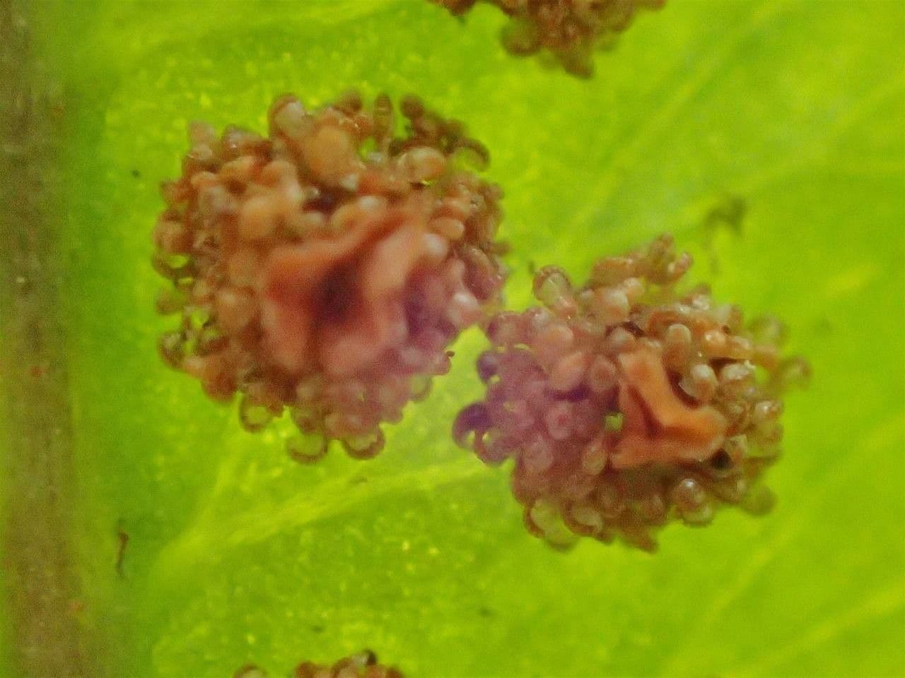 Dryopteris 3