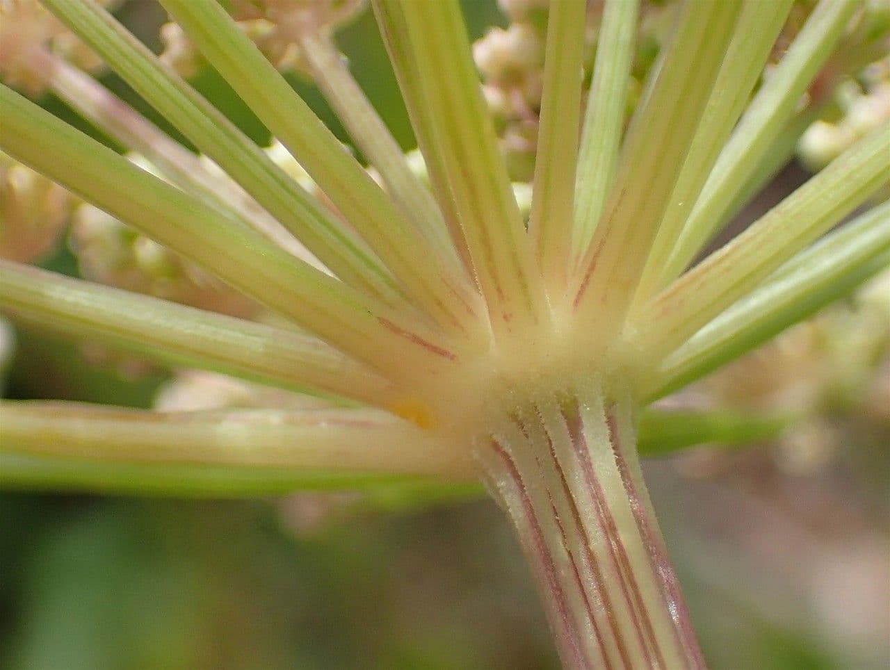 Meduňka lékařská 17