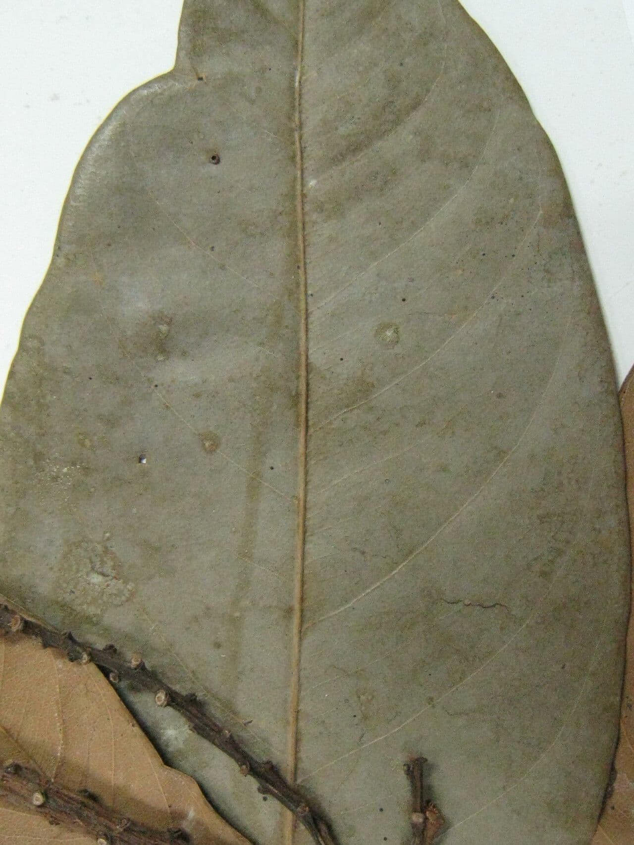Eschweilera 5