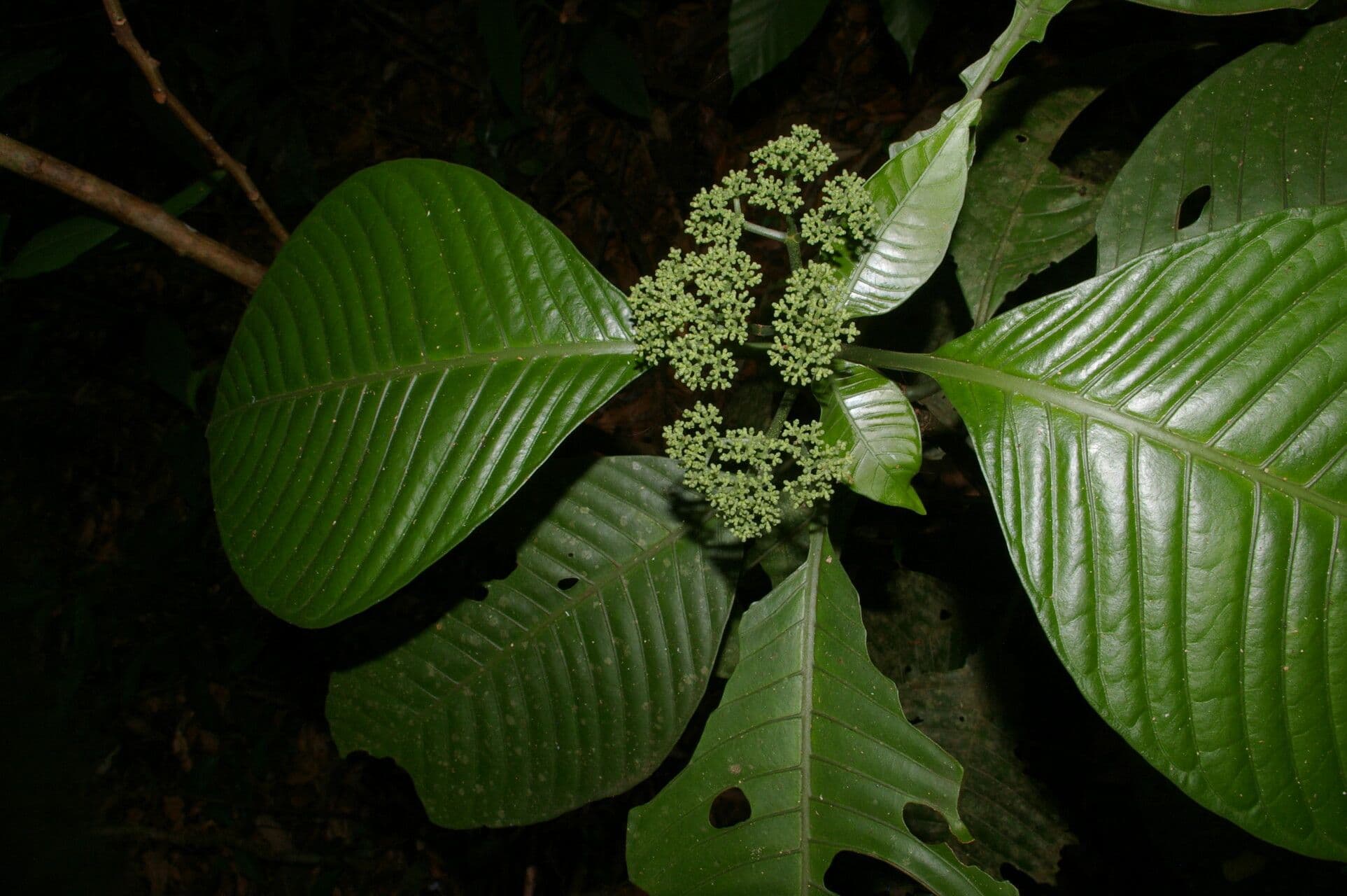 Psychotria 14