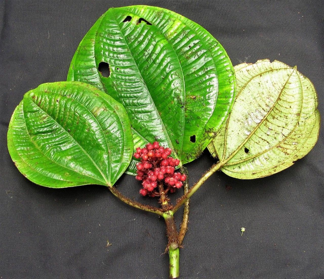 Miconia 9