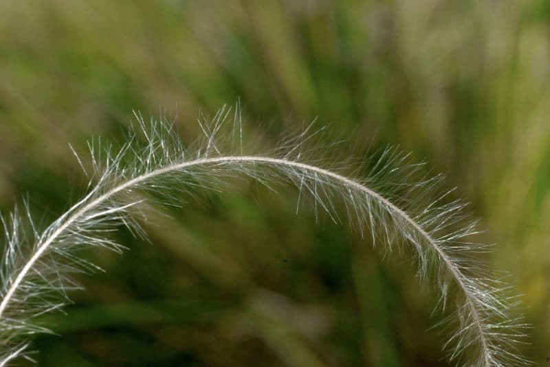 Estipa 12