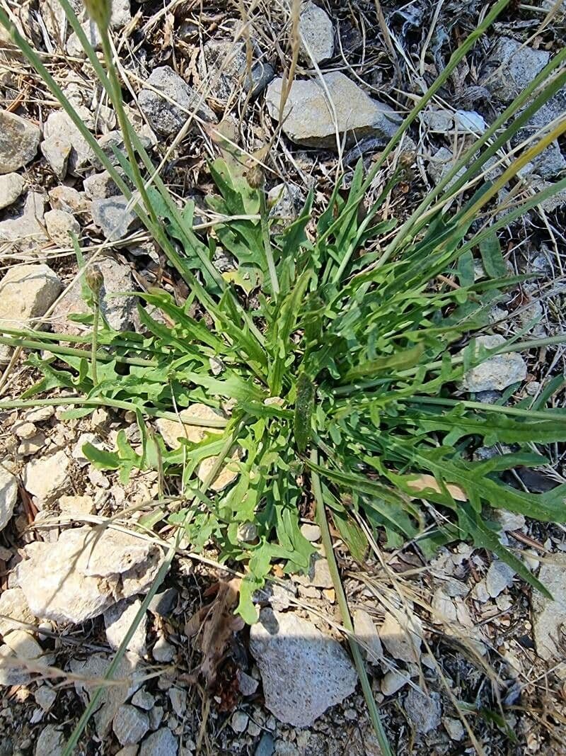Radicchiella autunnale 14