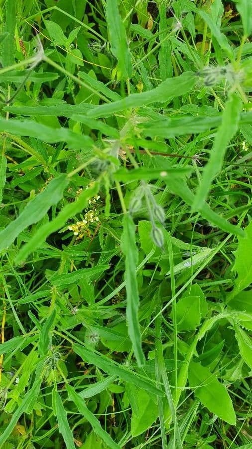 Schmalblättrige Monsonia 18