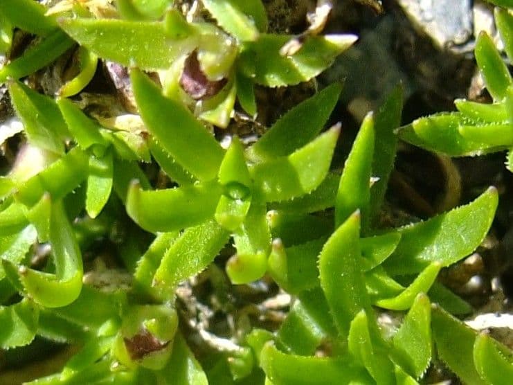 Silene a cuscinetto 16