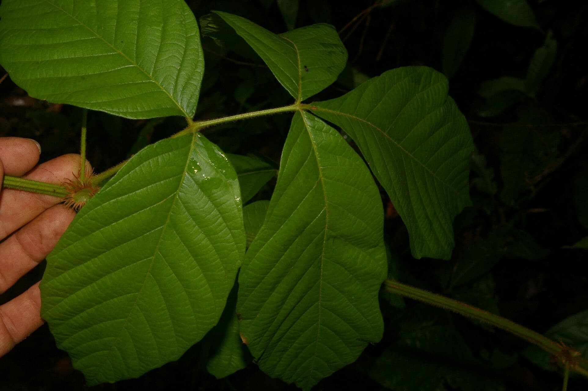 Paullinia 7