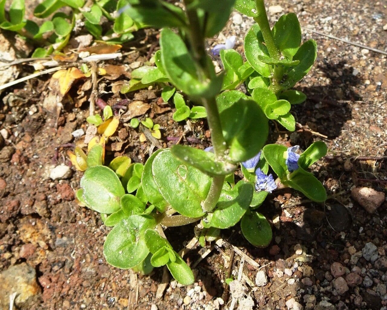 Veronica serpilifolia 19