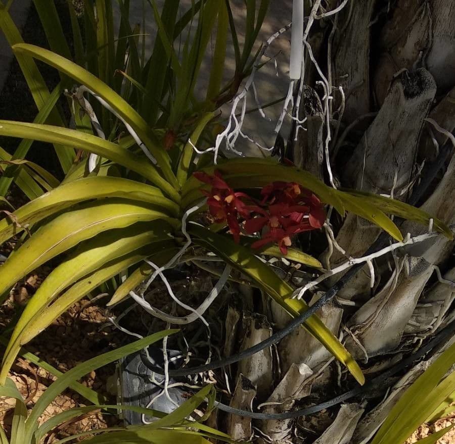 Orchidea Vanda 3