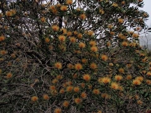 Melaleuca 11