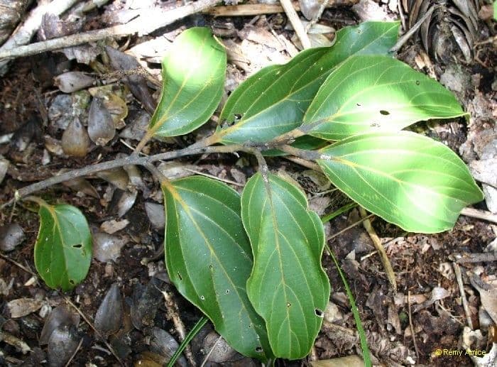 Cryptocarya 5