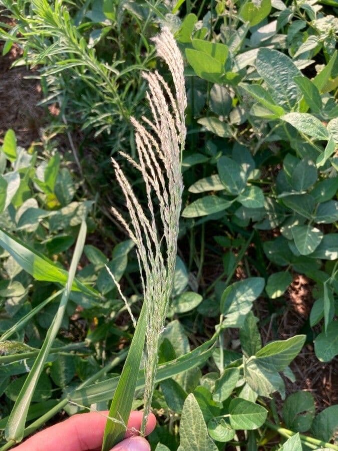 Sourgrass 3