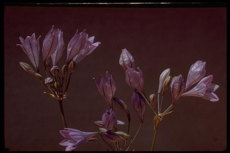 Triteleia laxa 20