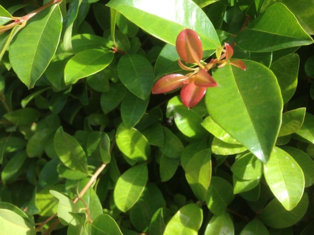 Syzygium 12
