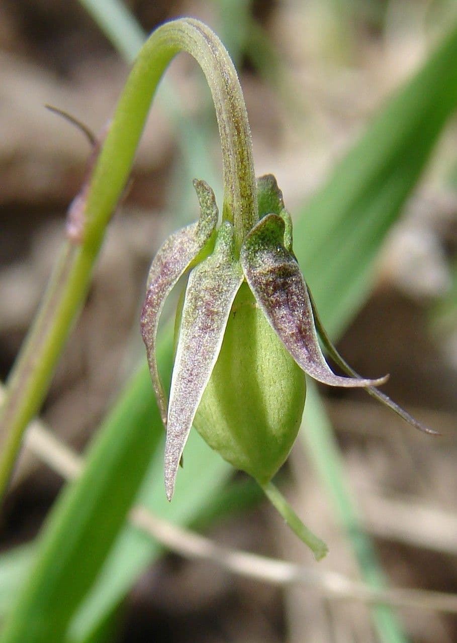 Viola di Rivinus 5