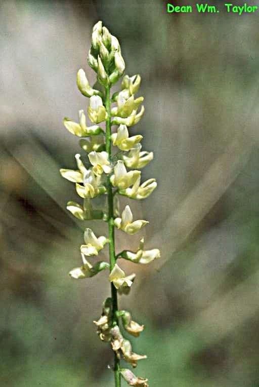Astragalo